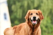 新手养犬指南（了解这些大型犬品种，让你成为养狗的专家）