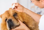 松狮犬常见皮肤病症状分析（了解松狮犬皮肤病，宠物更健康）
