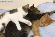 探究家猫为什么喜欢打架的原因（宠物猫的天性和人类干预的影响）
