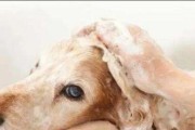 幼犬生病护理指南（宠物的健康需要我们的关注——从幼犬生病到康复的全过程）