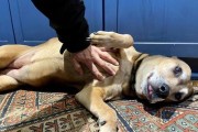 狗狗腹部肌肉肿物的治疗与护理（如何帮助宠物狗克服腹部肿物问题）