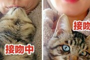 解开猫咪胆小之谜（探究猫咪胆小原因及锻炼胆子方法）
