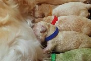 狗咬胎盘的重要性（为什么狗在生产过程中会咬胎盘？）