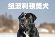 探索波士顿狗的寿命之谜（解密波士顿狗的长寿秘诀）