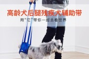 为什么每天带宠物运动是必要的？（宠物健康的关键在于运动）