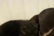 孕犬的饲喂（孕犬的饲喂方案、注意事项、禁忌及解决方法）