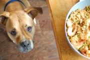 给狗狗多吃高纤维食物，有哪些好处？（为宠物健康，从饮食开始！）
