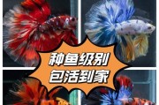 半月斗鱼饲养方法（如何给半月斗鱼提供良好的生活环境）