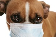 如何给宠物补充营养？以莱州红为主食（营养均衡才能健康成长）