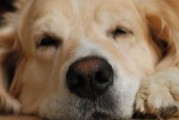 狗狗胃炎的症状与治疗方法（宠物的健康需要我们的关注）