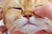 猫咪眼角总有眼屎的原因及解决方法（探究猫咪眼屎形成的原因，为你提供有效的解决办法）