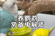 鹦鹉刚到家，电解质一定要喂吗？