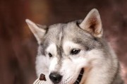 为什么你的宠物狗狗胃口不好？（探究4个可能的原因，提高宠物狗狗的食欲）