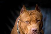 新手养狗指南（选择适合新手养的大型犬品种，享受清洁与友好的伴侣生活）