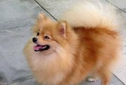 博美犬身上的虱子防治方法（宠物虫害防治指南，快速消灭博美犬身上的虱子）