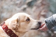 主人的态度对训犬效果的影响（从主人的行为习惯、情绪变化、奖惩方式等方面分析）