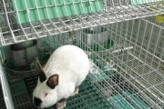 加利福尼亚兔饲养指南（健康、舒适、快乐的兔子生活）