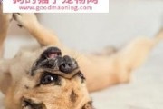 被巴哥犬咬伤后的应对方法（以宠物为主的安全知识及紧急处理步骤，）