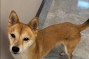 《寻找黄色柴犬的3000人武汉市武昌区集结号》（黄色柴犬的召集令已经发布，3000人寻犬行动即将展开！）