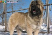 挑选优秀的高加索犬，从品质到性格全面分析（高加索犬的价格、挑选要点以及关键因素）