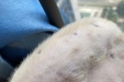 猫咪补充维生素B的方法及重要性（了解猫咪维生素B的作用和补充方式）