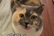 揭秘猫咪半夜总爱叫的原因（是生病，还是另有其源？）