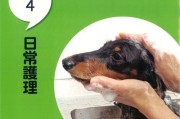 腊肠犬眼部护理宝典（以宠物为主，教你如何照顾腊肠犬的眼睛）