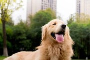 金毛宠物的月经管理（重要性、注意事项与解决方法）