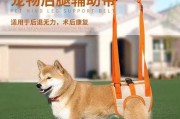 如何有效地带领宠物狗日常锻炼？（以关爱和耐心为基础，让你的狗狗保持健康）