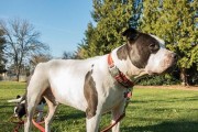 如何合理喂养比特犬（以宠物为主，关注健康饮食）