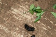 泰迪宠物便便带血，你需要知道的所有事情（以宠物为主，探讨宠物便便带血的原因、处理方法以及预防措施）