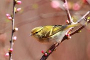 黄眉柳莺饲养方法详解（从入手到繁殖，一步步教你养好宠物鸟）