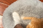 如何解决猫咪夜晚过度活跃的问题（让你的猫咪保持平衡和安静的方法）