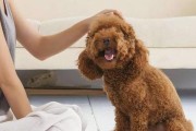 贵宾犬经常发抖，该如何解决？（探讨贵宾犬发抖的原因以及对策）
