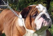 如何应对斗牛犬母乳不足问题（宠物母犬哺乳难题及解决方案）
