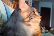 养缅因猫的缺点及其适应性（了解缅因猫的特点，合理选择适合自己的宠物伴侣）