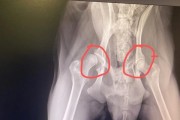 狗狗髌骨二级如何治疗（药物疗法是最佳选择）