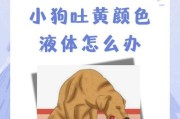 小狗消化不良急救！（呕吐无法止住？药物救急，关键是选对！）