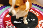 如何帮助宠物银狐犬消化不良？（掌握这些方法，让宠物健康快乐）