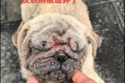 狗狗生病的迹象及应对措施（了解狗狗生病的明显迹象，及时采取有效措施保护它们的健康）
