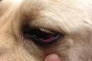 狗狗眼睛肿（了解狗狗眼睛肿背后的原因和可能的解决方案）
