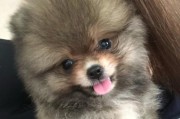 小博美（探索小博美独特的外貌和性格特点）