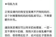 满月小狗的合适食物选择（满月小狗食谱及营养要求）