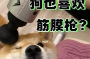 教你如何训练爱叫的狗狗（从宠物的角度出发，解决爱叫问题）
