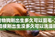 狗狗生仔后几天可以洗澡？（新手狗主必看，如何安全地为母狗洗澡）