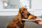 狗为什么喜欢藏食物？（解密狗狗藏食物行为的原因）