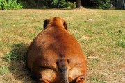 泰迪犬的爬跨行为（探讨宠物爬跨行为的原因、影响与应对）