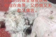 详解比熊皮肤病的症状和治疗方法（掌握，让您的爱宠健康无忧）