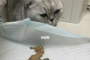 宠物狗吞食异物怎么办？（掌握催吐技巧，救命有术！）