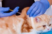 新手养猫必备！如何做好猫咪的驱虫工作（宠物养护指南，详解猫咪驱虫方法，让您的爱宠健康无忧）